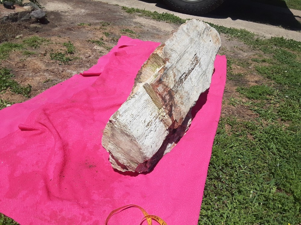 PETRIFIED LOG