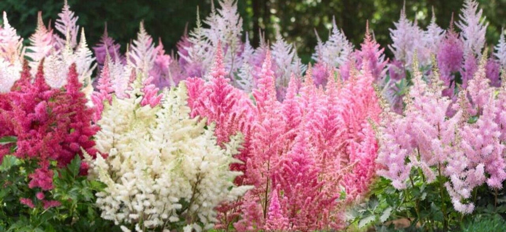 Astilbe arendsii, mixed hybrids, 35+ seed