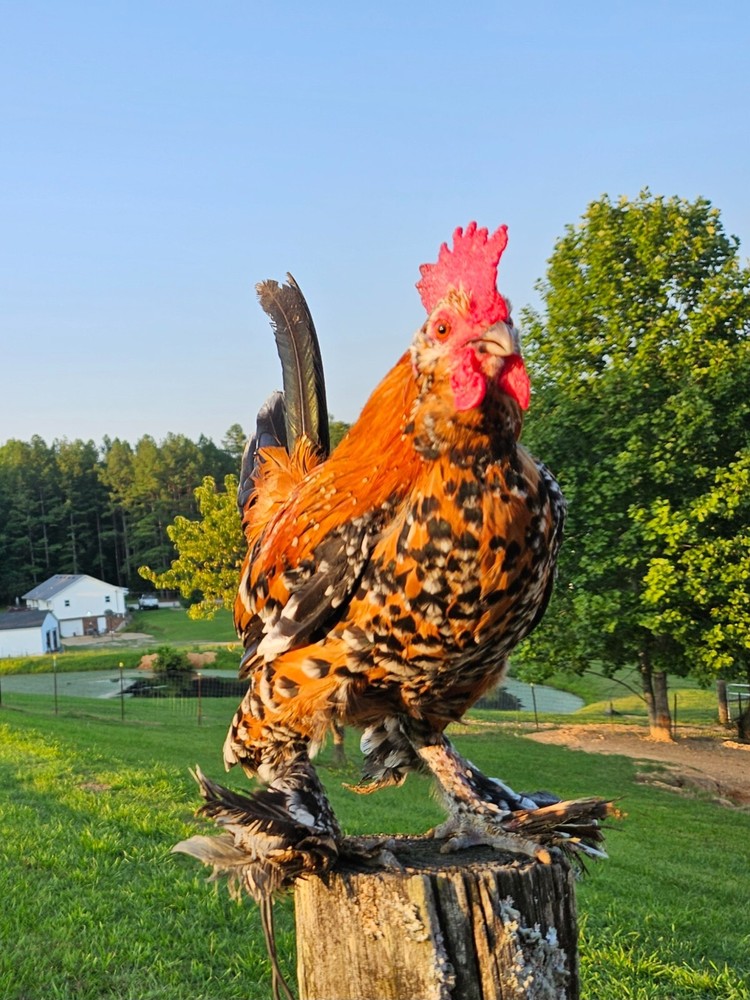 4 Mille Fleur D'Uccle Bantam Hatching Eggs