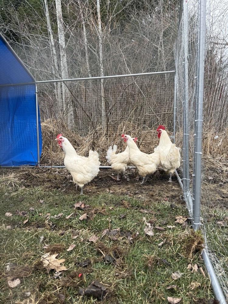 12 American Bresse Hatching Eggs