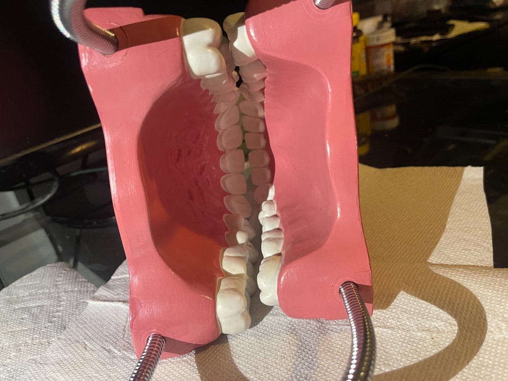 Dental Orthodontic Typodont Teeth Model