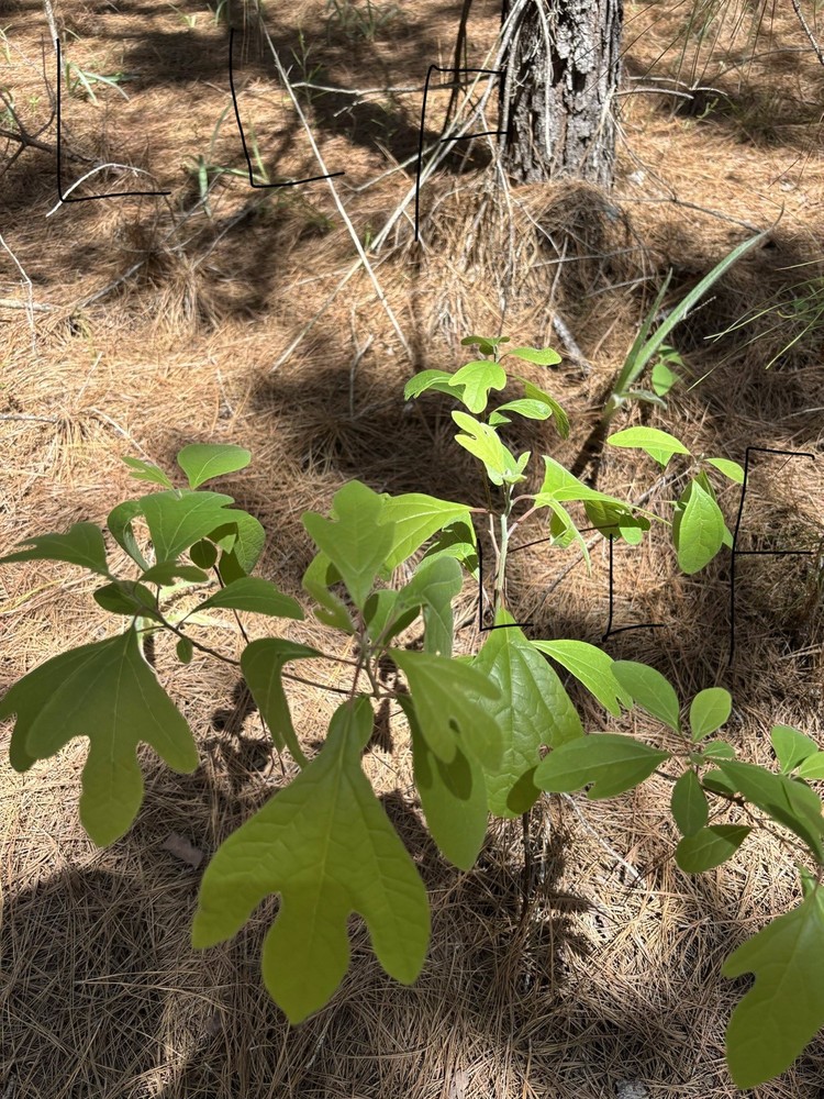 Texan Sassafras Root 1 Pound