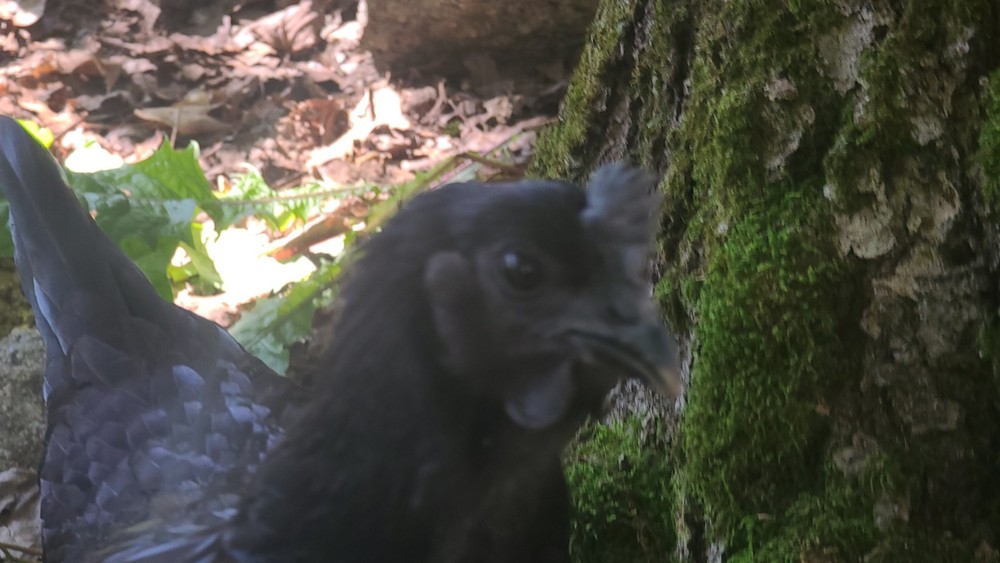 Ayam Cemani Hatching Eggs - ( 12 )
