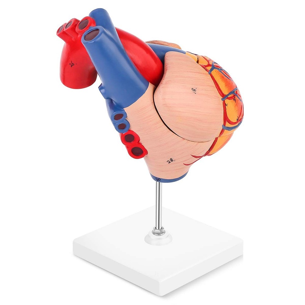 Human Heart Model, 2-Part Life Size Anatomically Accurate Numbered Heart Mode...