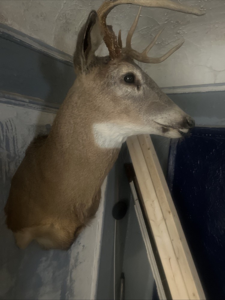 8 point whitetail deer mount