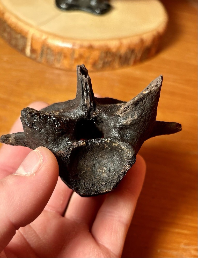 Museum Quality Associated Fossilized Alligator Vertebra Mount