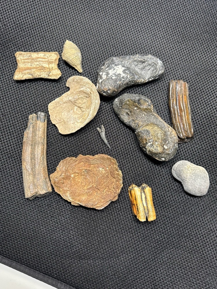 fossil collection lot From Southeastern Us