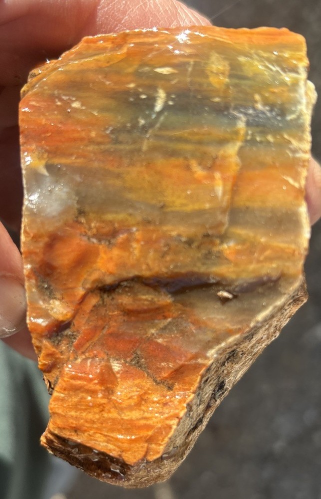 Colorful petrified wood