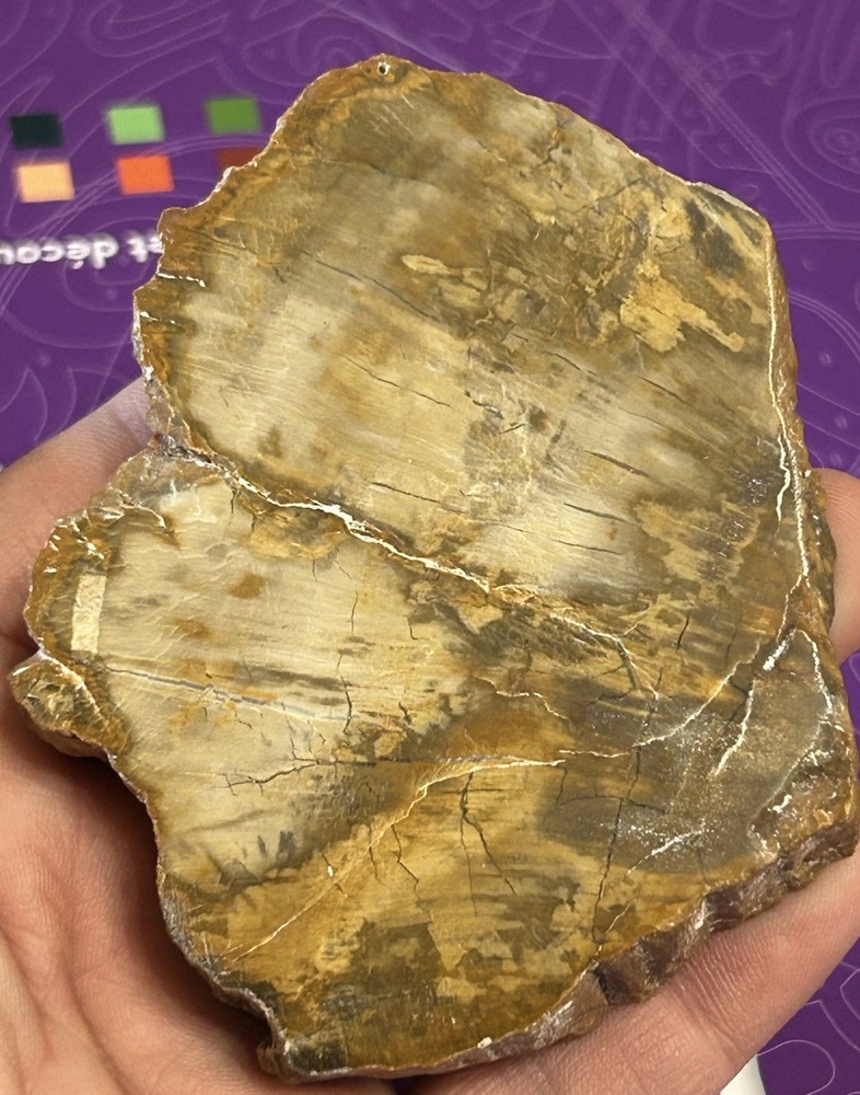 Petrified Wood Slab Polished Stone