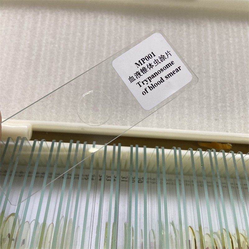 50PCS Prepared Microscope Parasitology Slides for Educational Teaching