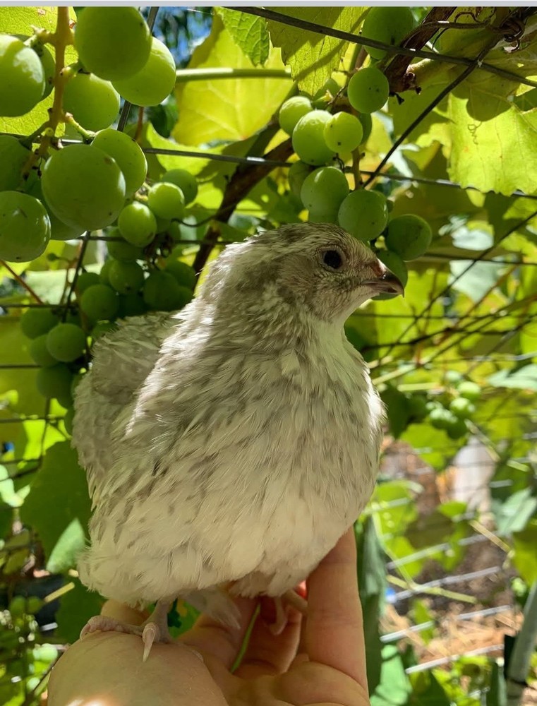 60 Celadon Blue Coturnix Quail Hatching Eggs - 100% BLUE