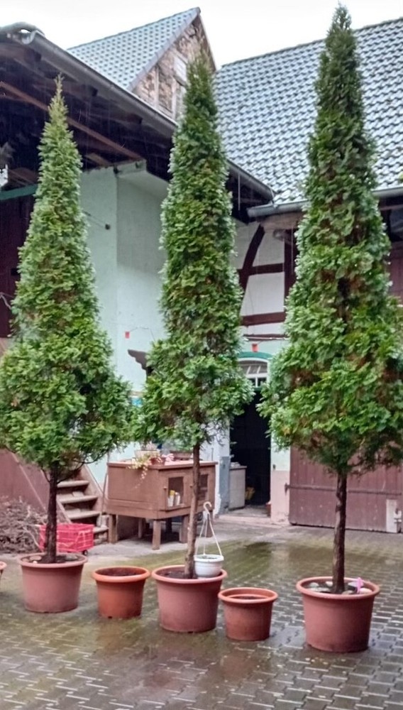 Tuja-plant for sale
