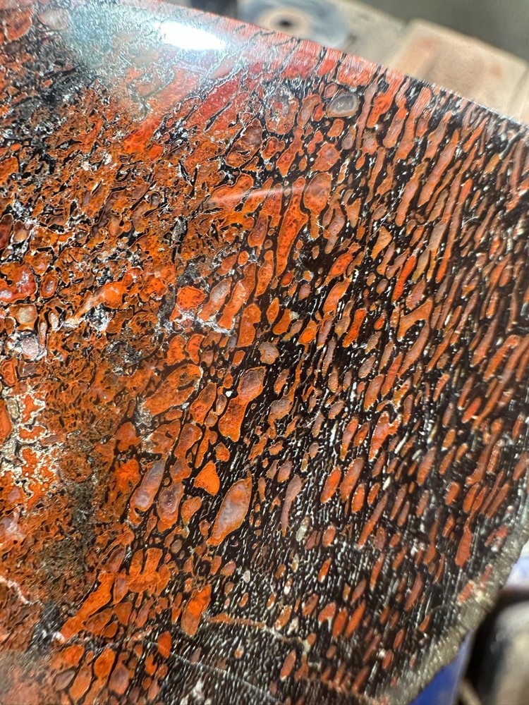 Dinosaur bone polished end cut specimen.