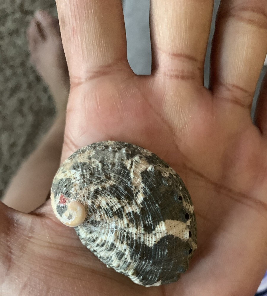 Oregon Abalone Shell with Palo Santo stick