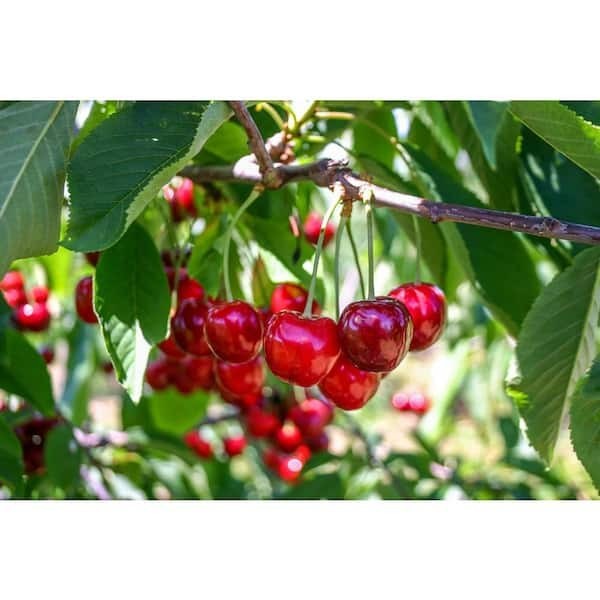 3 ft. Lapins Cherry Semi-Dwarf Tree – Self-Pollinating, High Yield