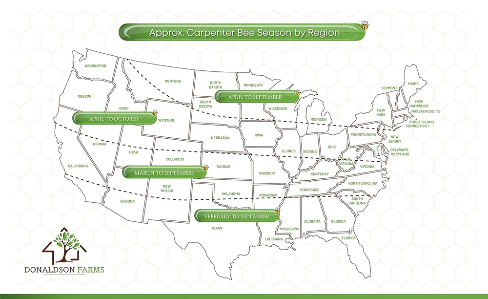 Carpenter Bee Corks - 100 Pack