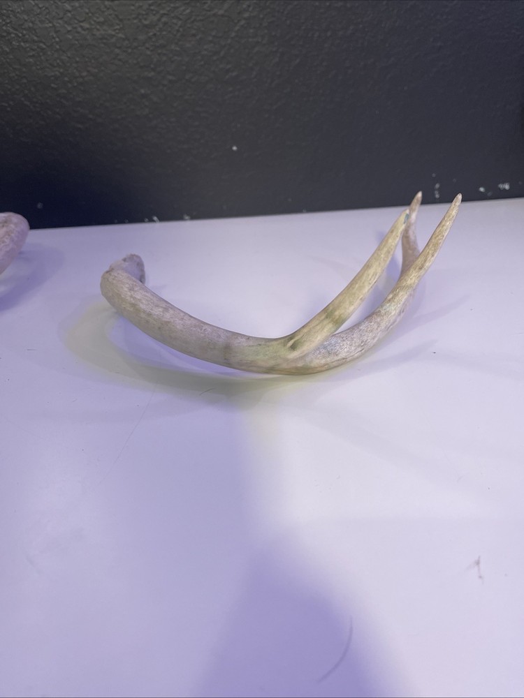 Whitetail Deer Antlers