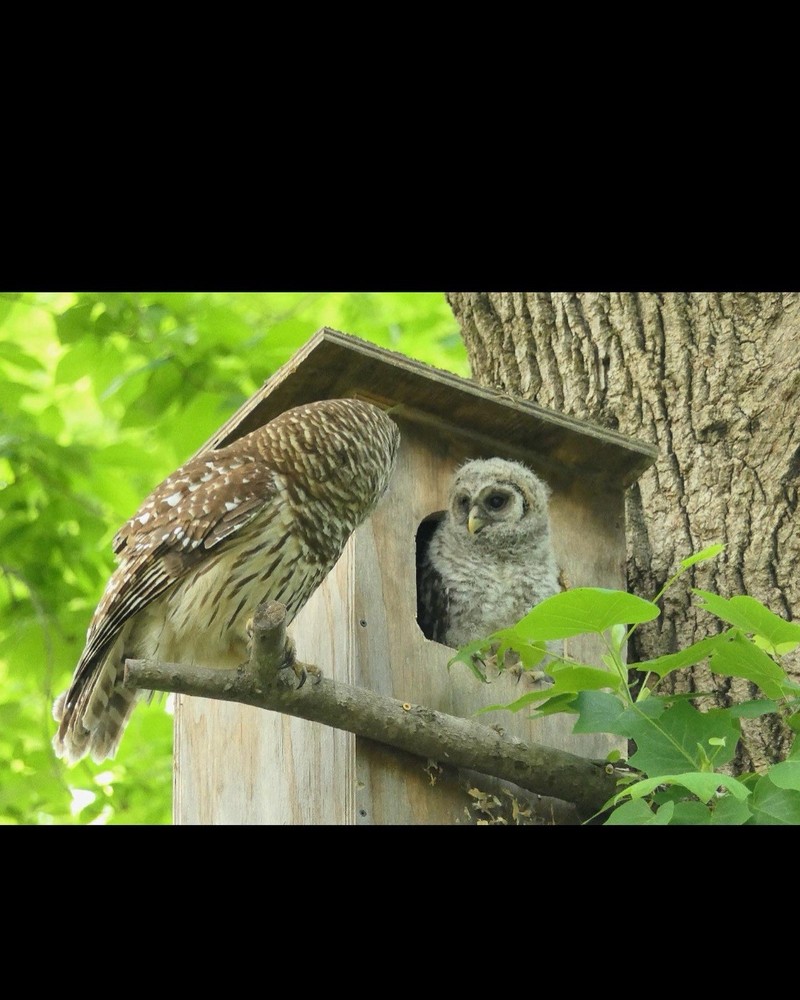 Cedar Barred Owl Nest Box Unfinished