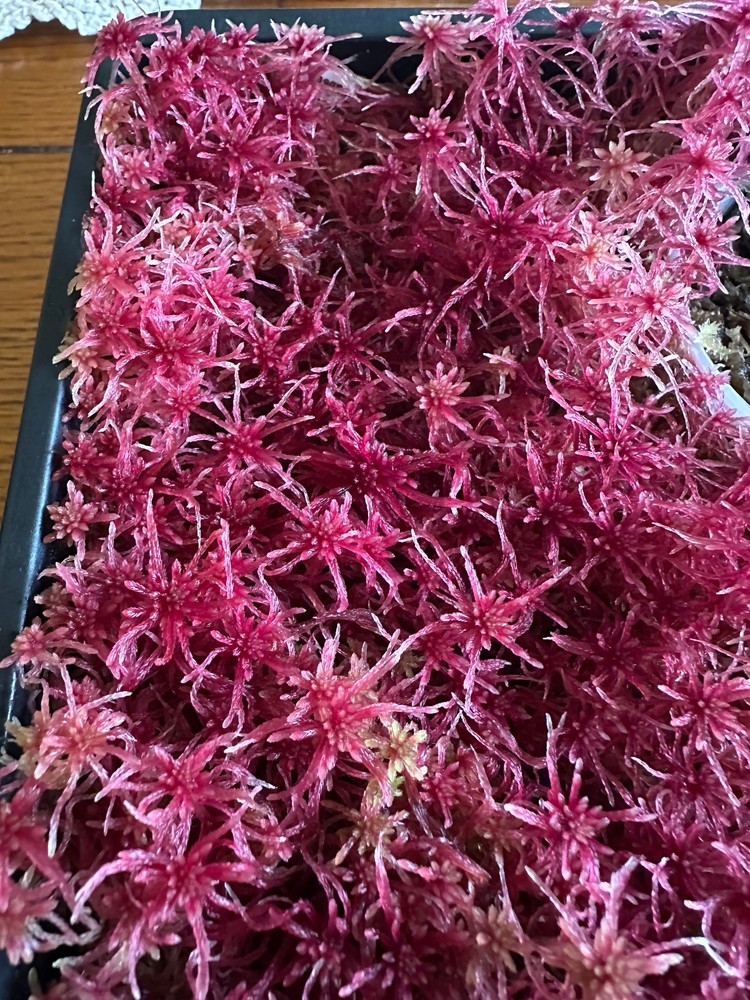Live Sphagnum Moss - Red Form - 1 Measuring Cup Full