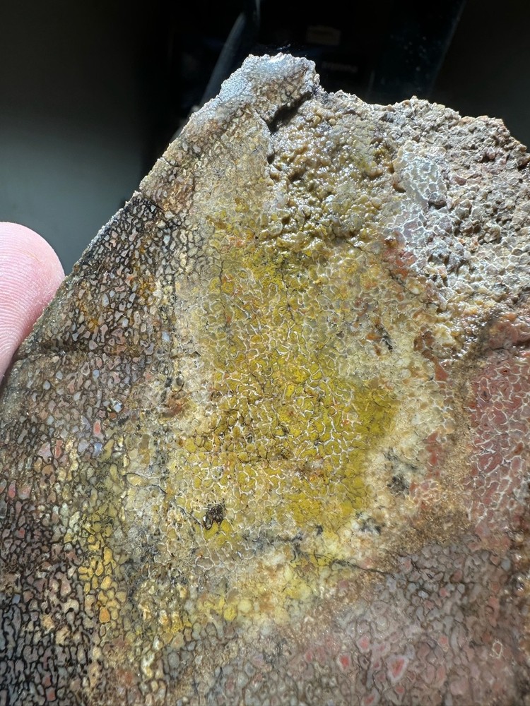 Dinosaur bone rough **hxtled slab.