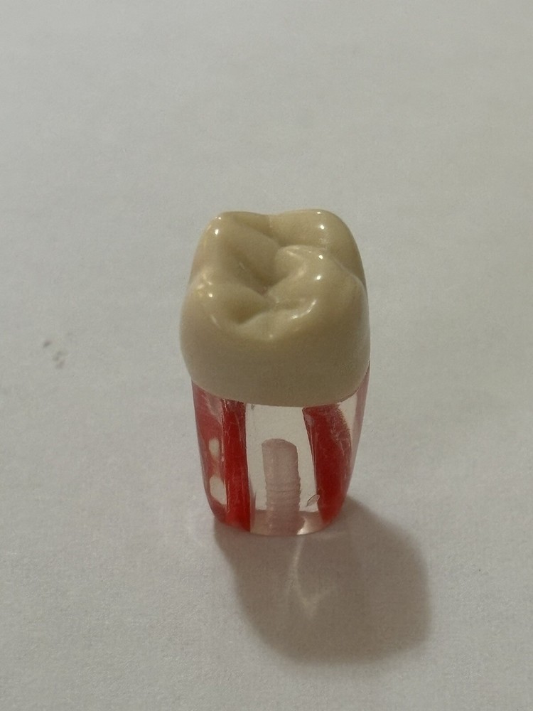 Endo Tooth #16 For ADC MODEL (3 Pack)