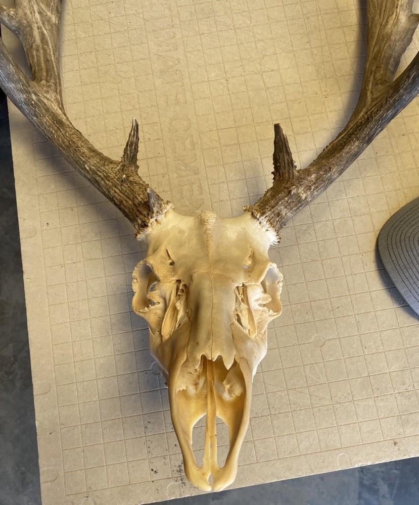 Mule Deer Rack ~ Antlers