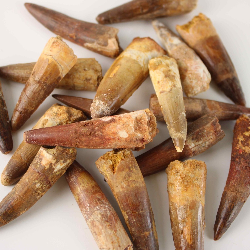 Original Spinosaurus Tooth - Excellent Quality - With Display Case