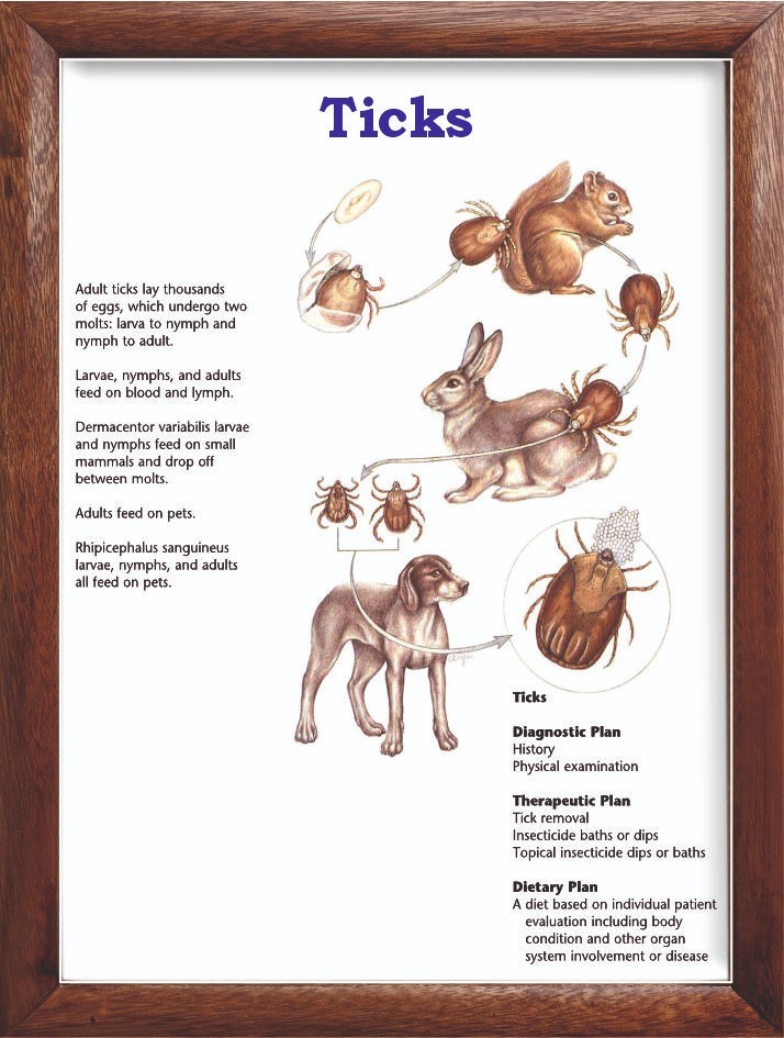 Ticks Chart 12x18 inches