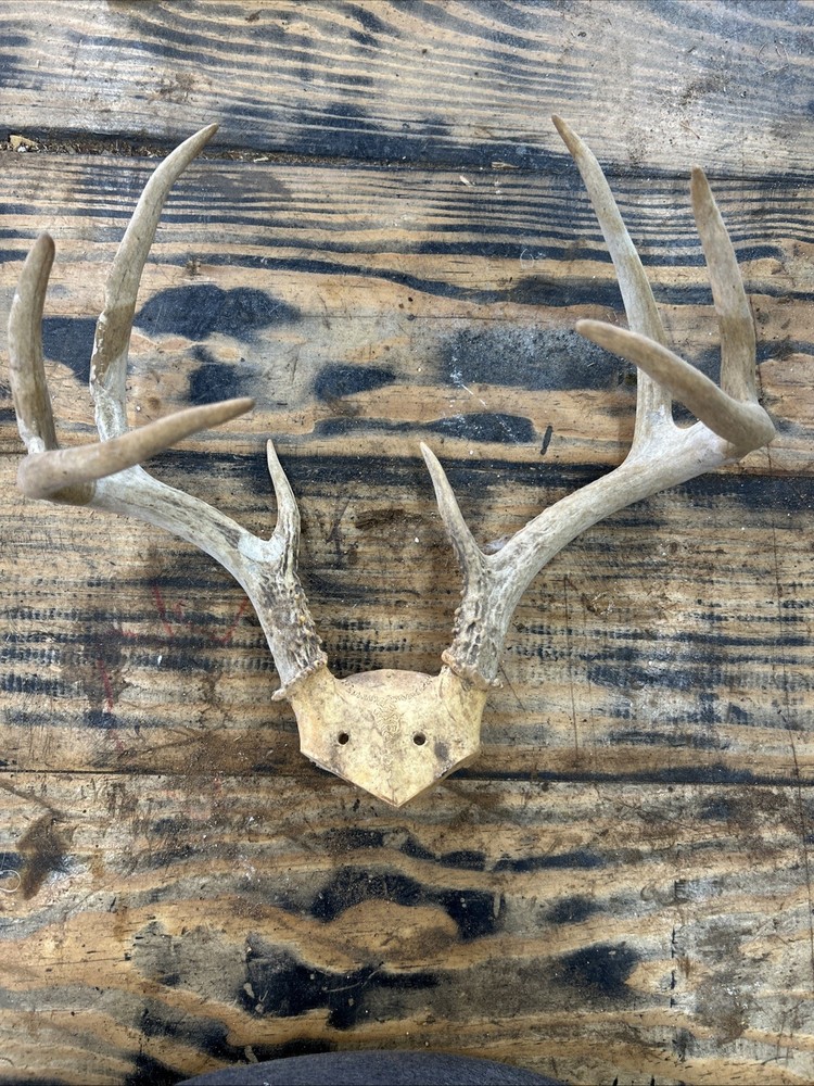 Deer Antlers