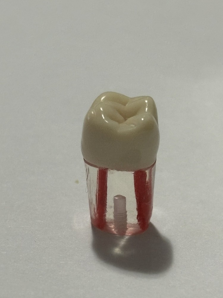 Endo Tooth #16 For ADC MODEL (3 Pack)