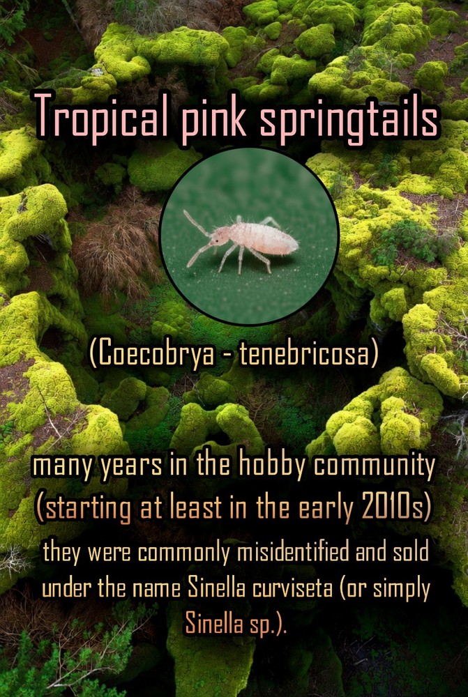 "Micro Feeders" 100+ (L.A.G)