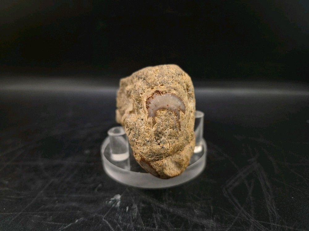 Sauropod Skull Fossil 🦕