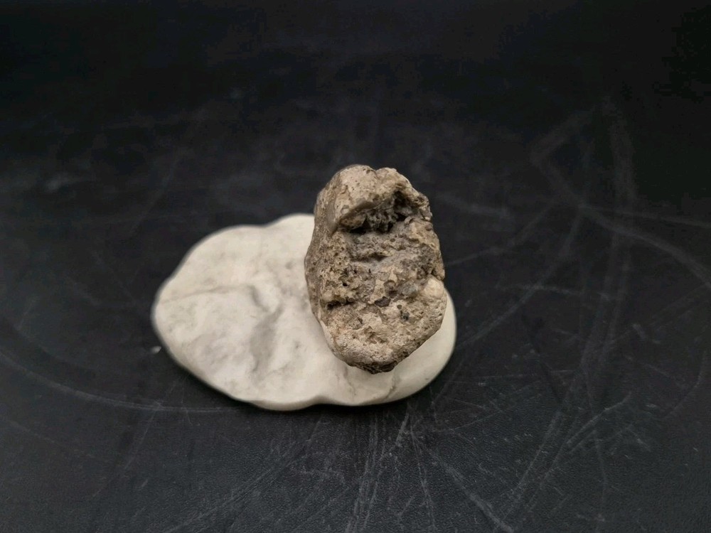 Real Fossil Dinosaur Egg Embro Permineralized Uv Reactive