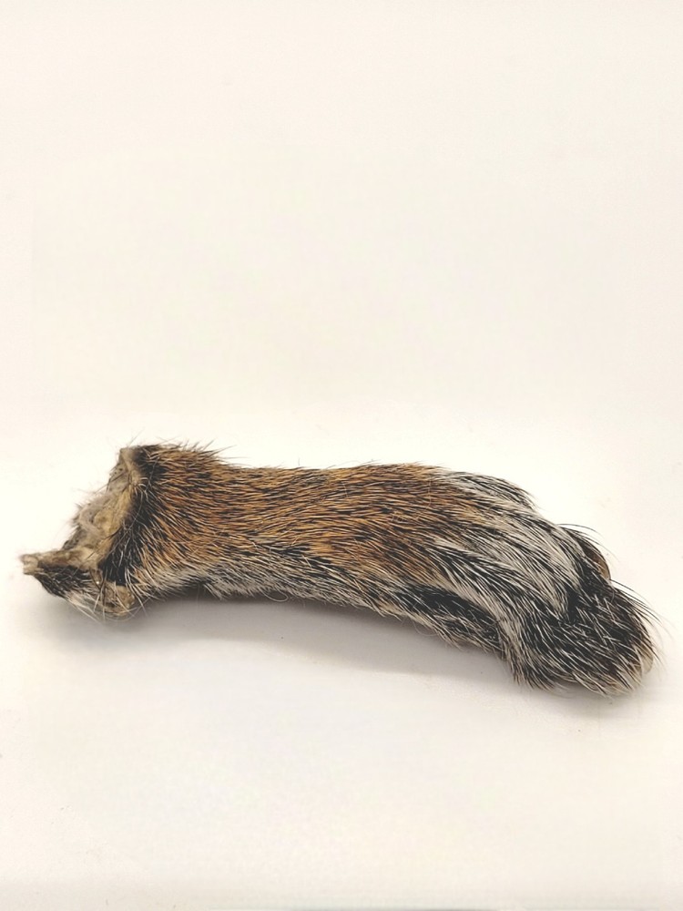 Authentic Squirrel Foot - Excellent Condition - Ethically Sourced