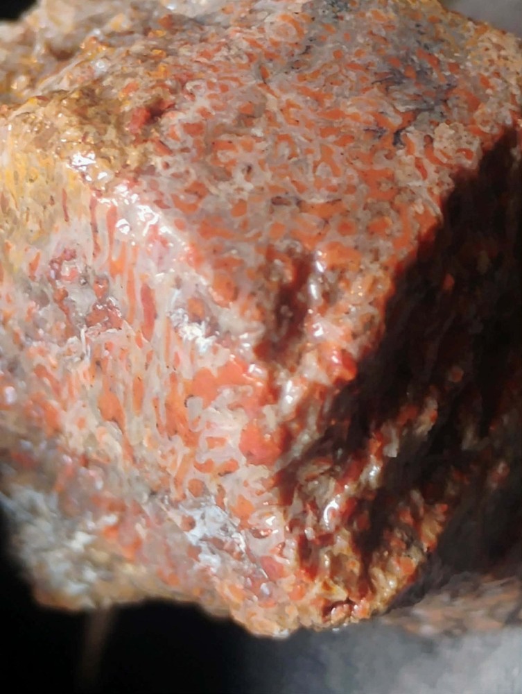 Small Beautiful Agitized Dino Bone