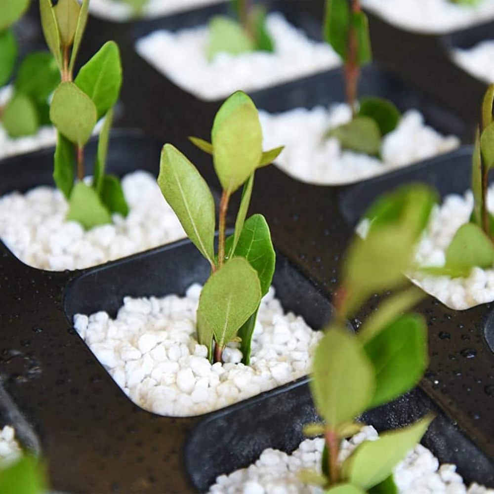 Organic Perlite for Plants, Soil Amendment for Enhanced Drainage and Growth, Ide