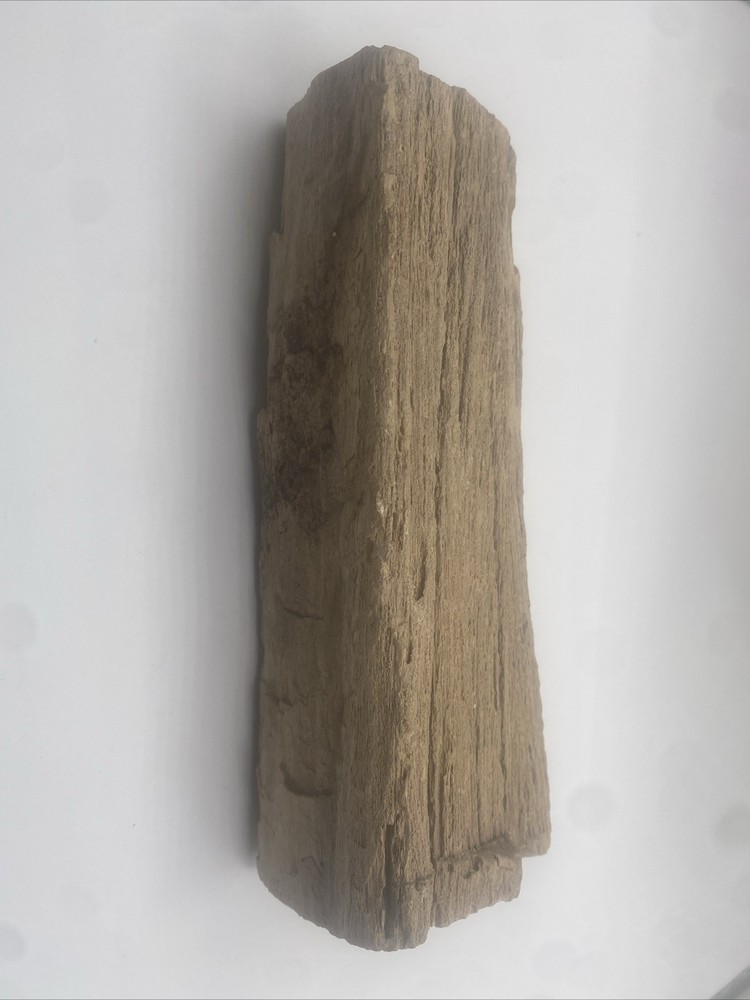 Petrified Wood Natural