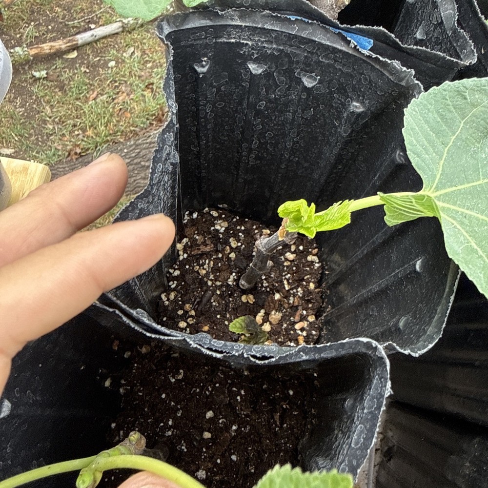 Green Ischia Fig Tree young 🌲