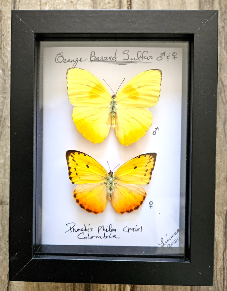 PHOEBIS PHILEA PAIR FRAMED - 6 x 8" SHADOW BOX ( Choose Black or White Frame )