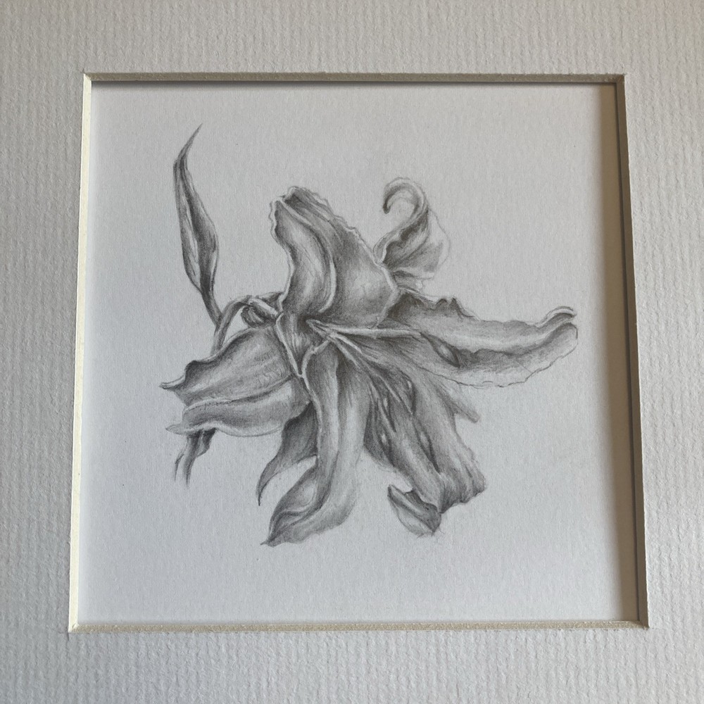 Original Artwork Botanical Flower Lily Graphite Pencil Drawing