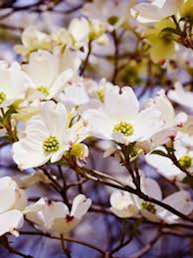 1 White Dogwood Tree 12-24" Tall Cornus florida Bare Root