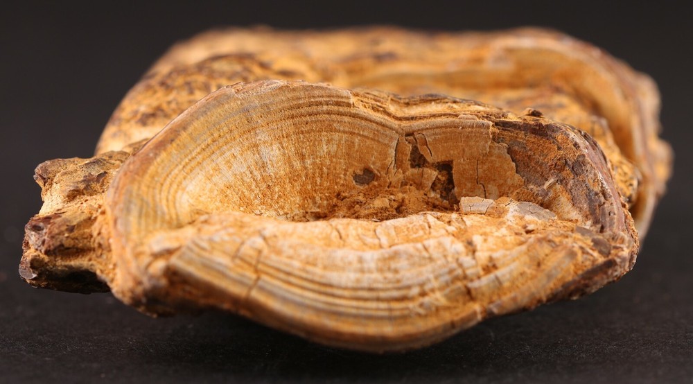 Fossil Fish Xiphactinus 2 Large Vertebrae Cretaceous Kansas COA #3313