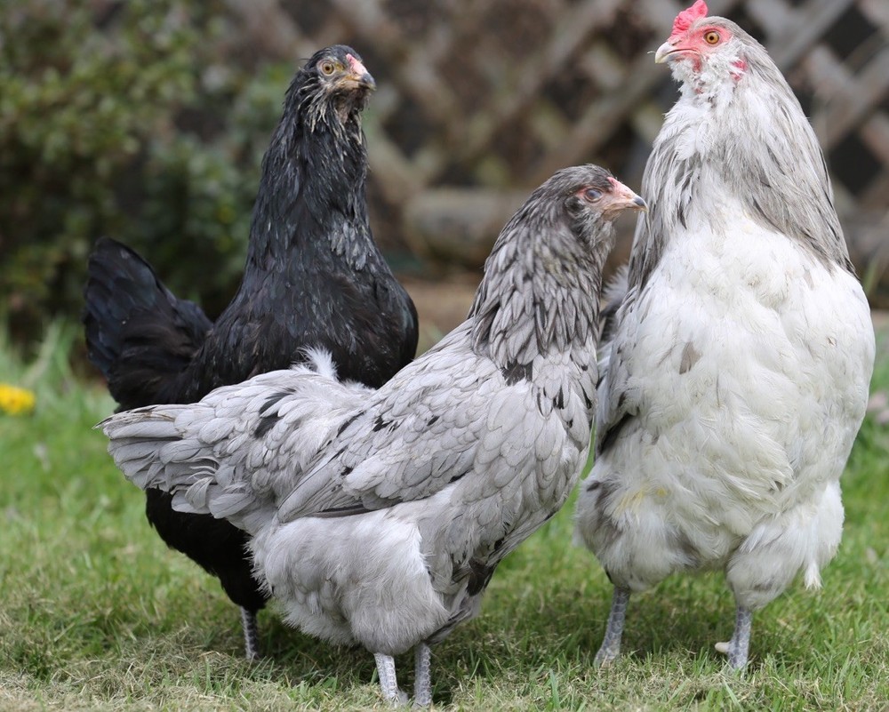 10++ NPIP Blue/Black/Splash Ameraucana Hatching Eggs - Read Description