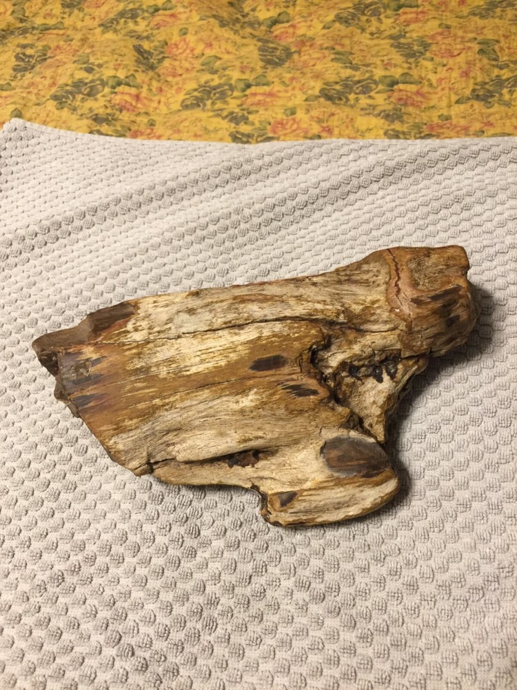 petrified wood log