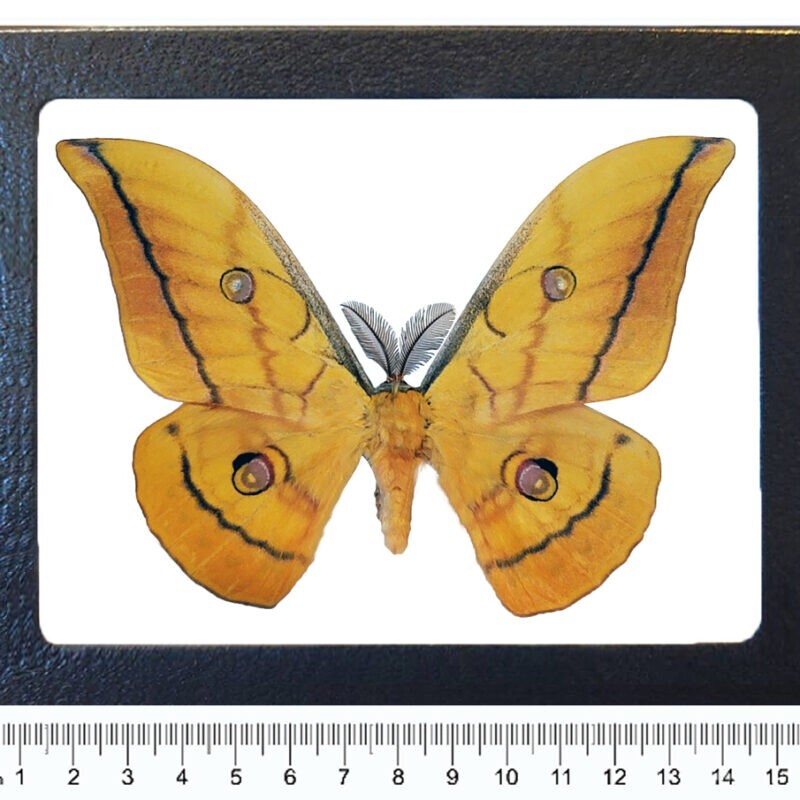 Antheraea mylitta YELLOW FORM saturn moth Indonesia FRAMED