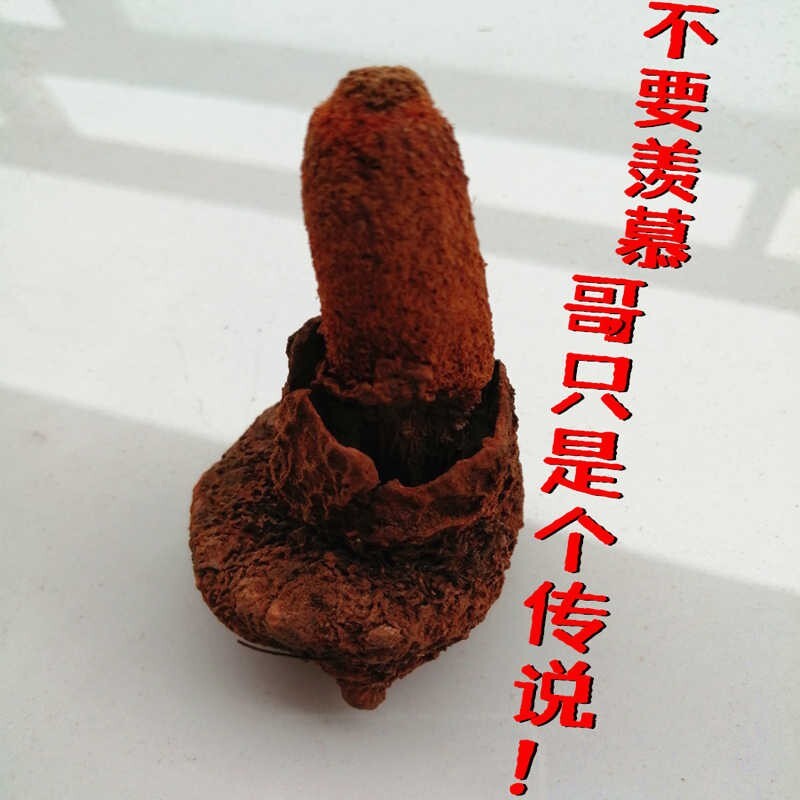 Pure Natural Increased Male Sexual Function 续阳草锁阳回春草250g（2根）【泡酒佳品】