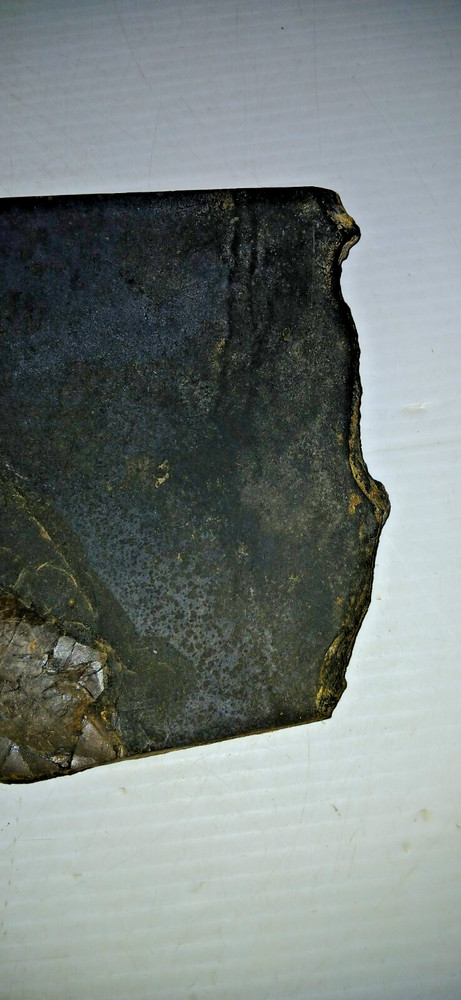 Dinosaur? Fish? Ray? Fossil