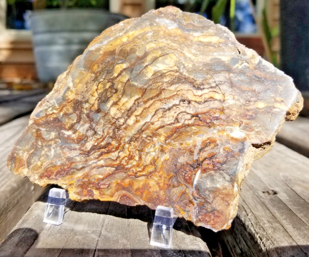 Nice Polished Picture Jasper Slab 5x3.5" Display Unknown Origin Old Collection