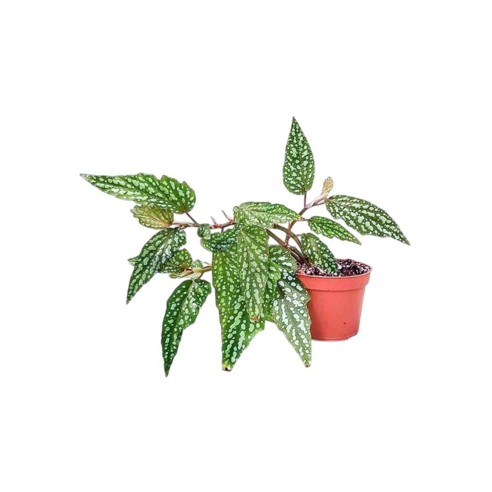 Angel Wing Begonia Medora