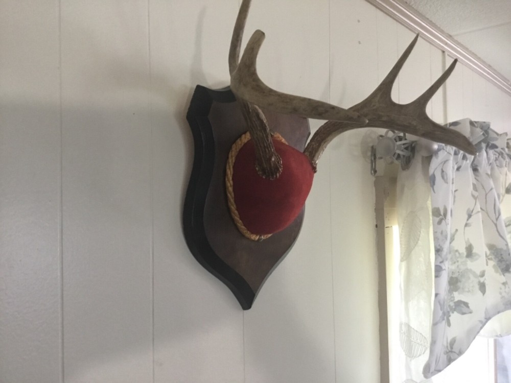 Mounted Deer Antlers #4